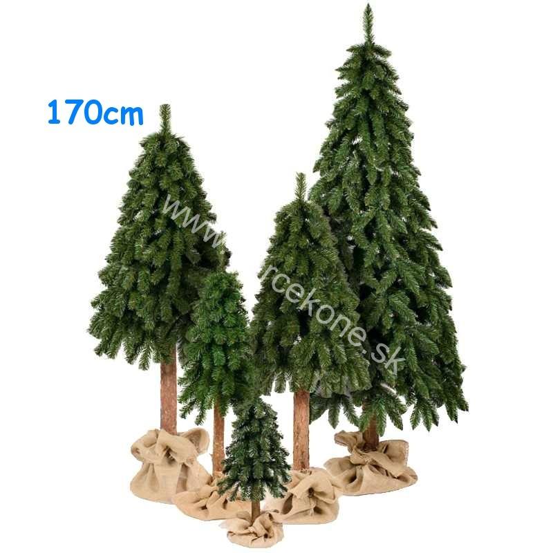 Vianočný stromček Smrek horský na pni 170cm