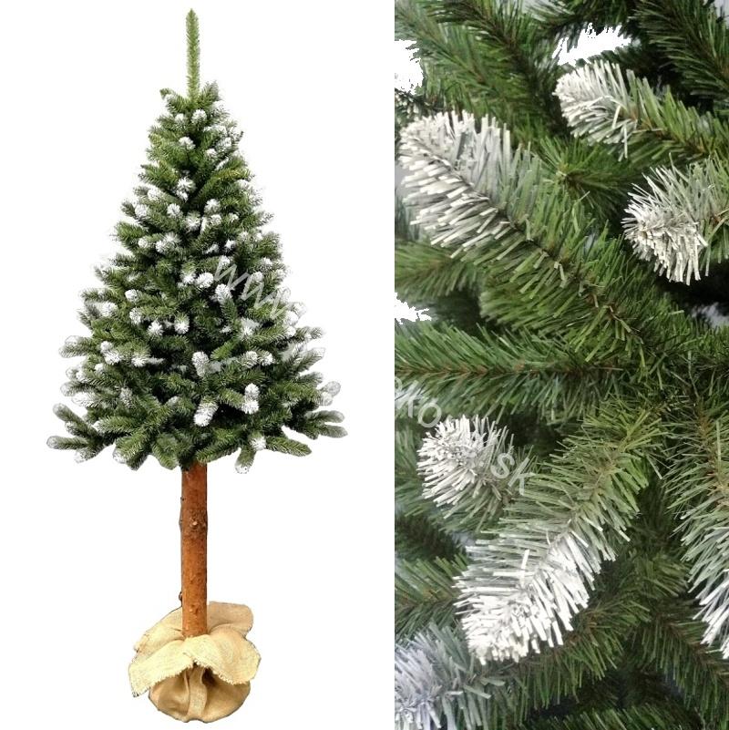 Vianočný stromček Smrek Konrad na drevenom pni 220cm